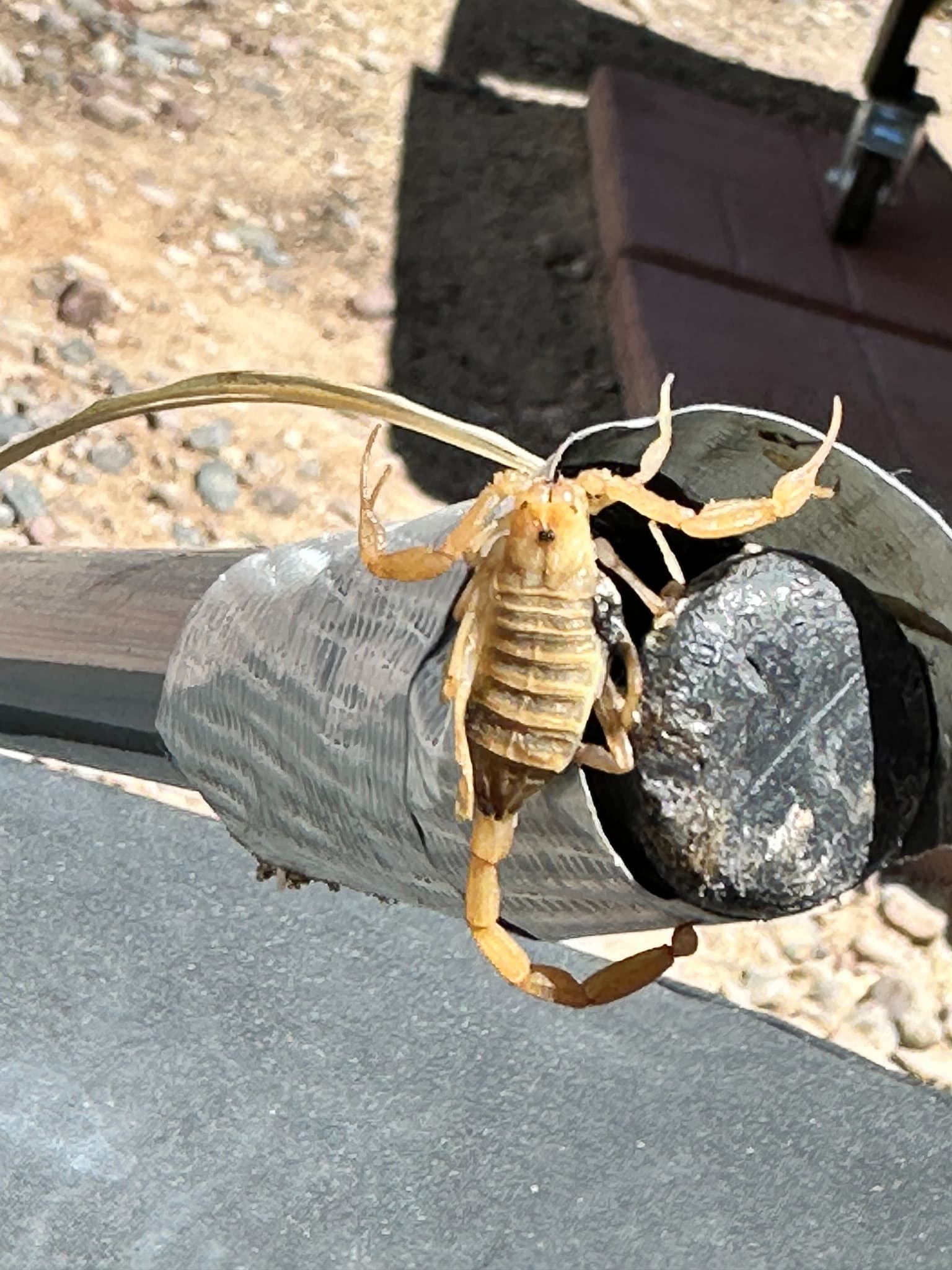 Close-up of an Arizona bark scorpion