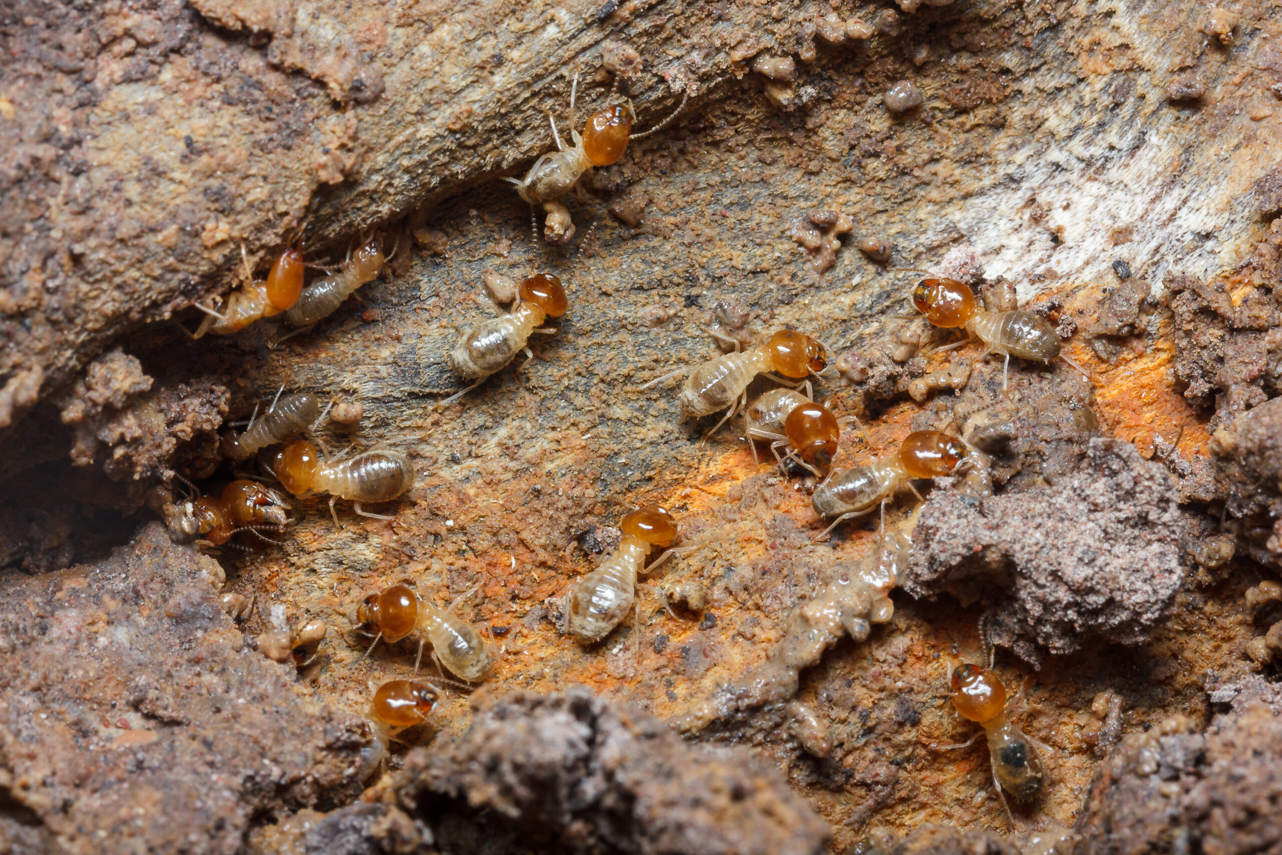 Termite exterminator services near me Gilbert AZ