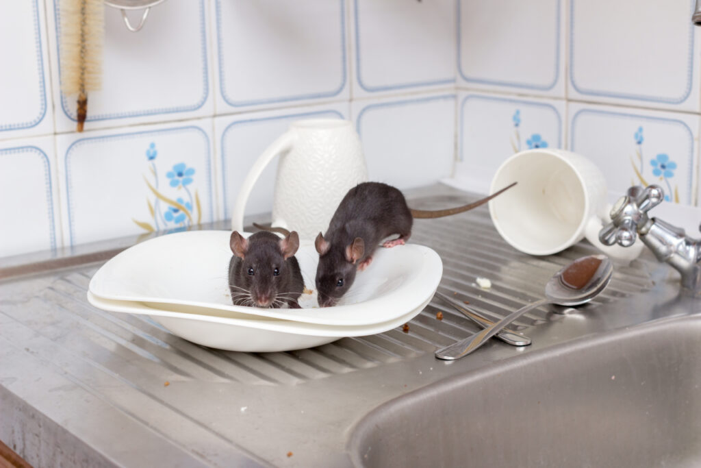 Pest Control Scottsdale