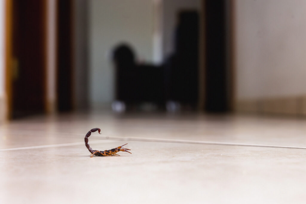 Phoenix Pest Control